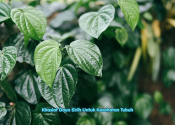 Khasiat Daun Sirih Untuk Kesehatan Tubuh