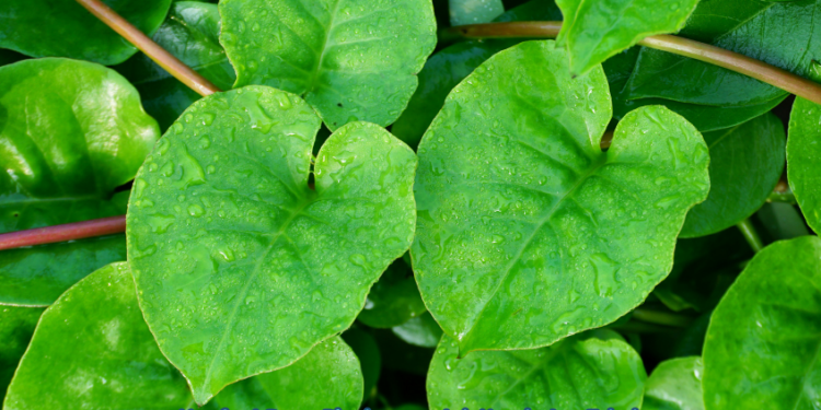 Manfaat Daun Binahong untuk Kesehatan Tubuh