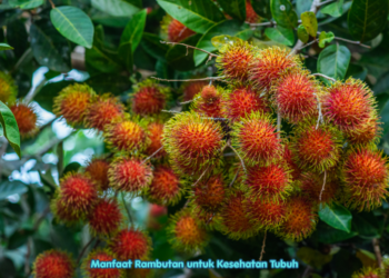 Manfaat Rambutan untuk Kesehatan Tubuh