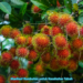 Manfaat Rambutan untuk Kesehatan Tubuh
